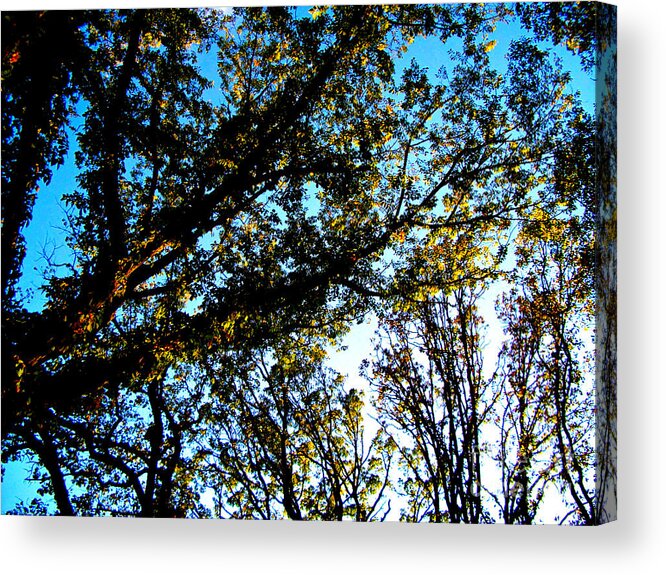 Nature Acrylic Print featuring the photograph Abstract Autumn Sunlit Tree Branches - Color by Frank J Casella