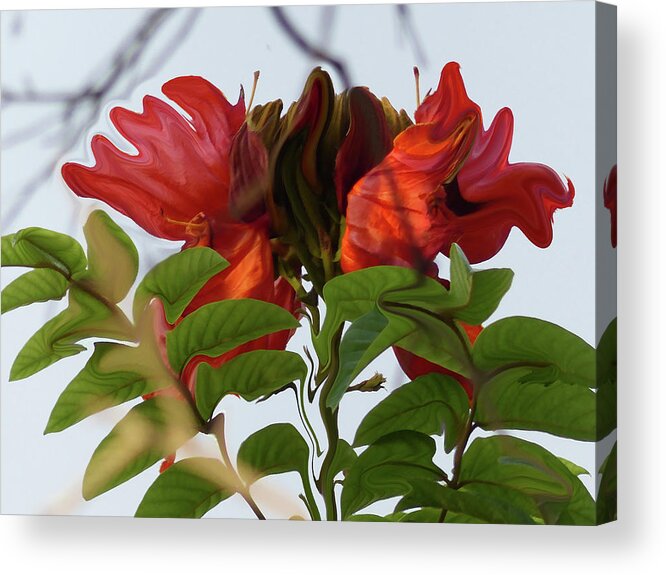 African Tulip Acrylic Print featuring the photograph African Tulip Enhanced by Rosanne Licciardi