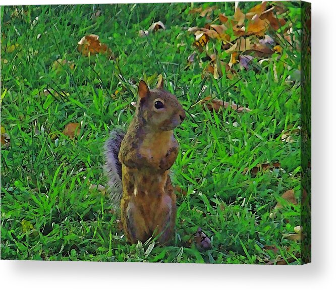 Squirrel Acrylic Print featuring the photograph Alert by Julie Grace