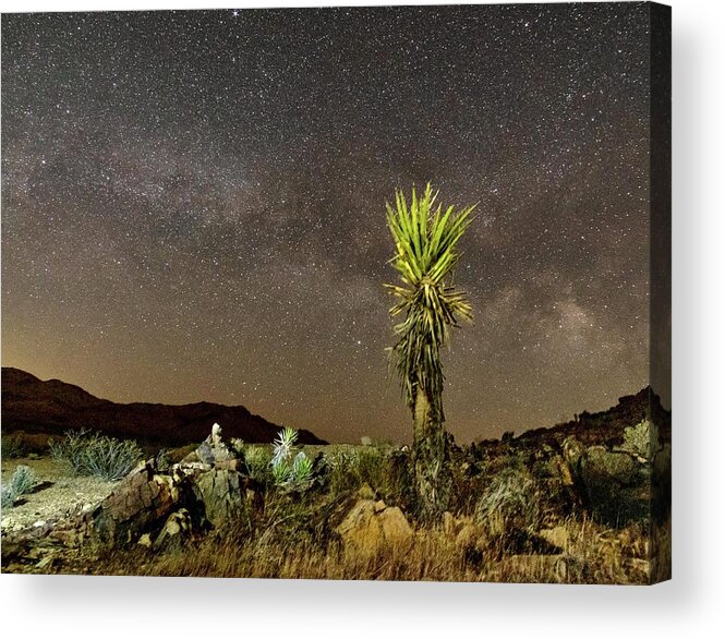 Joshua Tree Acrylic Print featuring the photograph All Related by Daniel Hayes
