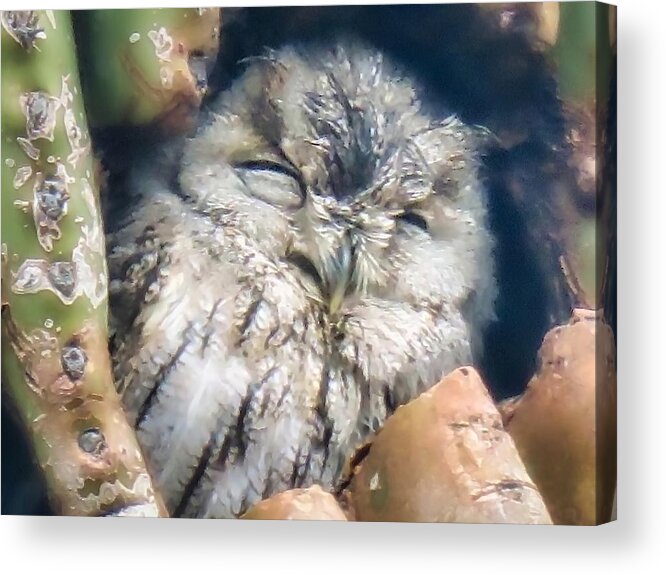 Icon Acrylic Print featuring the photograph Almost Asleep by Judy Kennedy