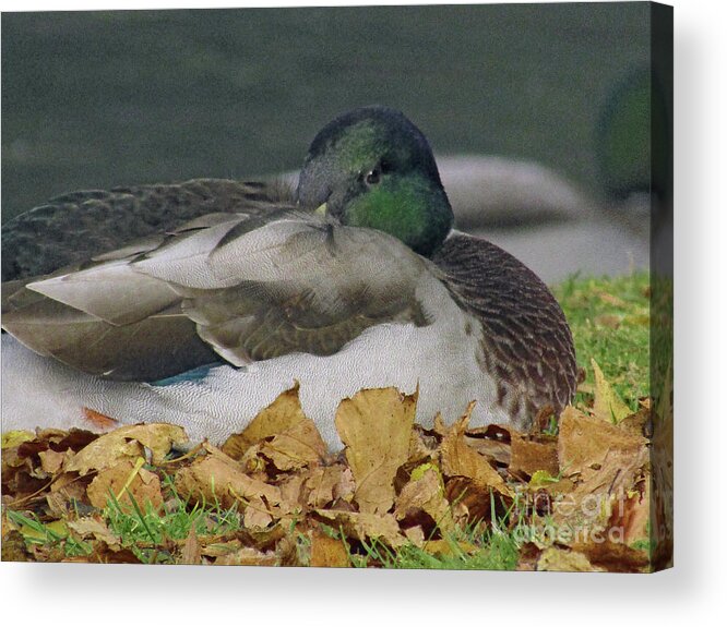 Mallard Duck Acrylic Print featuring the photograph Alone by Kim Tran