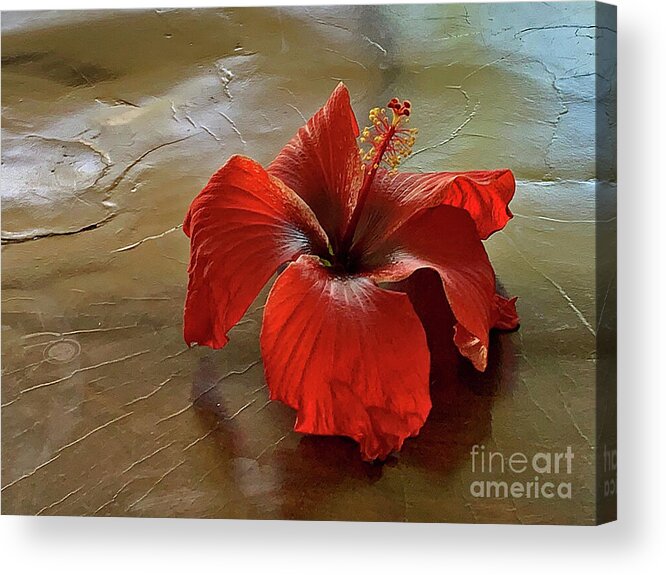 Canada Acrylic Print featuring the photograph Alone by Mary Mikawoz