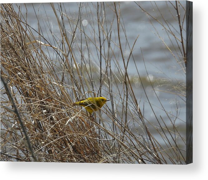 Warbler Acrylic Print featuring the photograph American Yellow Warbler on the Lake Shore by Amanda R Wright