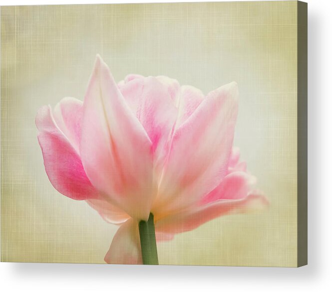 Flower Acrylic Print featuring the photograph Angelique Peony Tulip #1 by Patti Deters