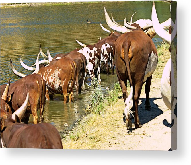 Animals Acrylic Print featuring the photograph Ankole-Watusi Cattle by Richard Thomas