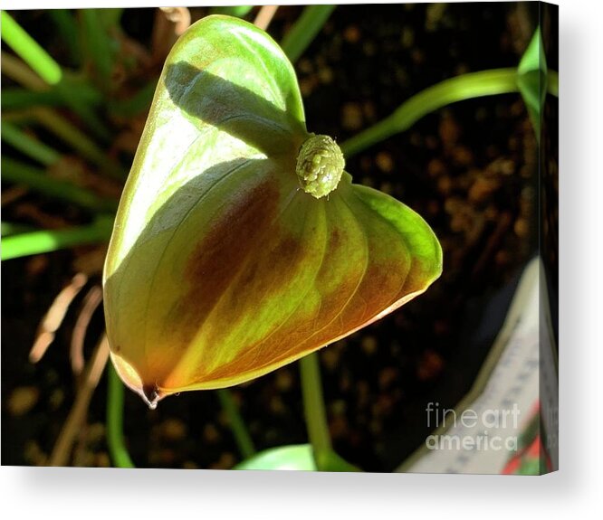 Anthurium Acrylic Print featuring the photograph Anthurium by Catherine Wilson