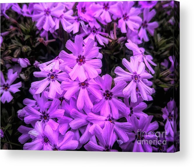 Flowers Acrylic Print featuring the photograph Arrival of Spring by Amy Dundon