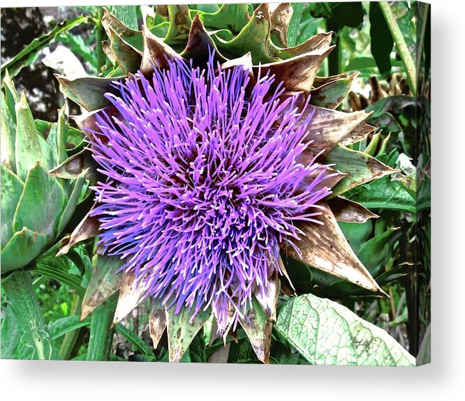Flower Acrylic Print featuring the photograph Artichoke flower by Stephanie Moore