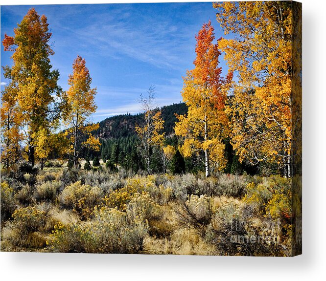 Aspen Acrylic Print featuring the photograph Aspen and Rabbitbrush by Parrish Todd