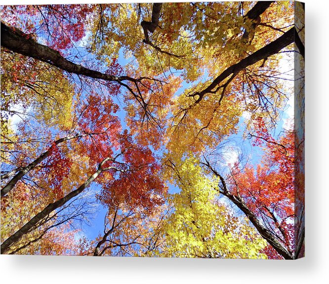 Autumn Acrylic Print featuring the photograph Autumn, Look Up by Lyuba Filatova