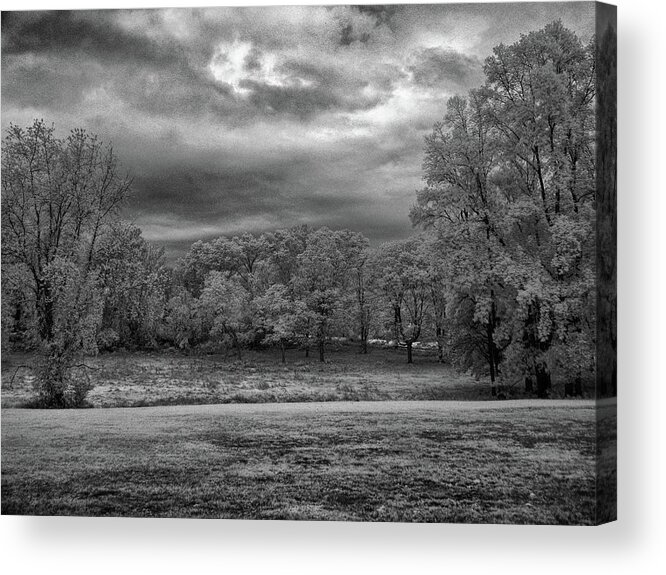 Trees Acrylic Print featuring the photograph Autumn trees in black and white #2 by Alan Goldberg