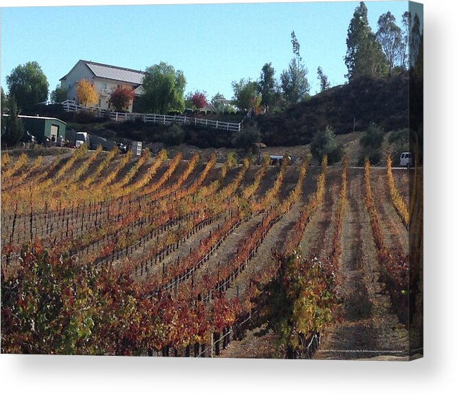 Autumn Acrylic Print featuring the photograph Autumn Vines Temecula by Roxy Rich