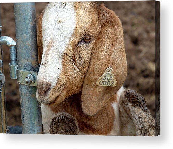 Goat Acrylic Print featuring the photograph Awwww by Leslie Struxness