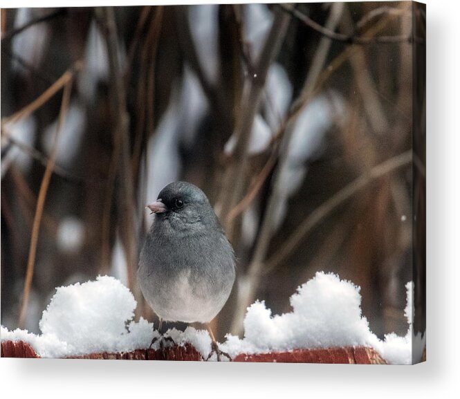 Junco Acrylic Print featuring the photograph Baby, it's Cold Outside by Laura Putman