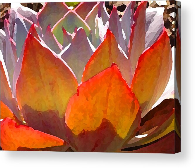 Succulent Acrylic Print featuring the painting Backlit Afterglow Succulent 2 by Amy Vangsgard