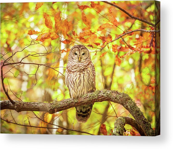 Barred Owl Acrylic Print featuring the photograph Barred Owl In Autumn Natchez Trace MS by Jordan Hill