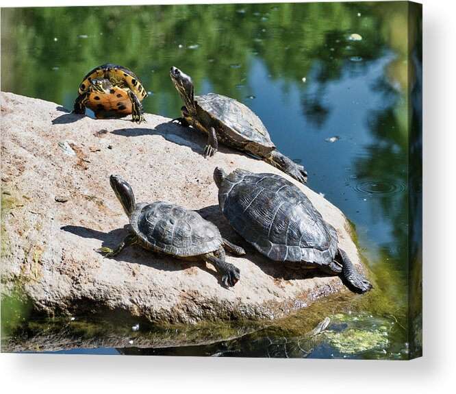 Animals Acrylic Print featuring the photograph Basking in the sun by Segura Shaw Photography