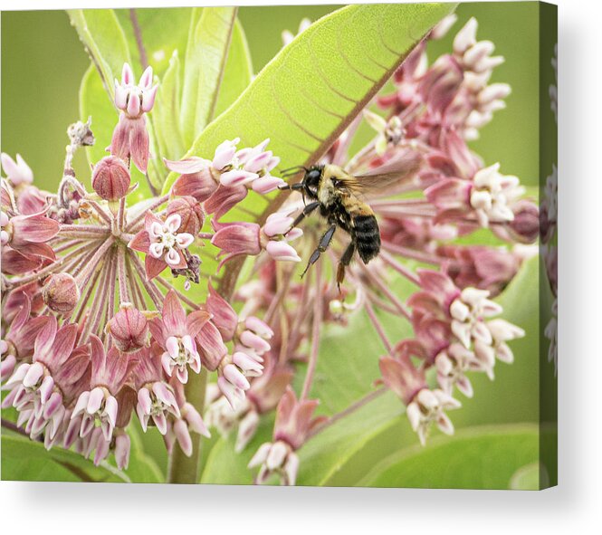 Bee Flying Pink Flower Acrylic Print featuring the photograph Bee in flight by David Morehead