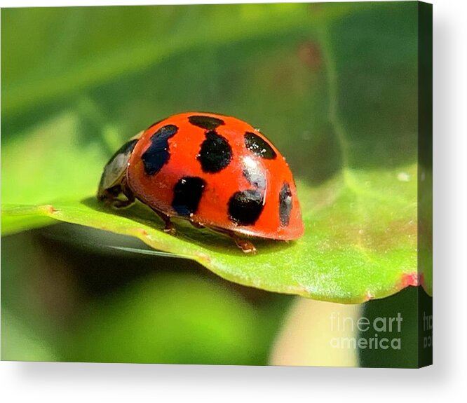 Beetle Acrylic Print featuring the photograph Beetle Beauty by Catherine Wilson