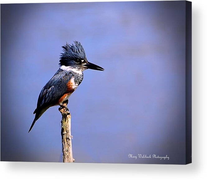 Birds Acrylic Print featuring the photograph Belted Kingfisher by Mary Walchuck