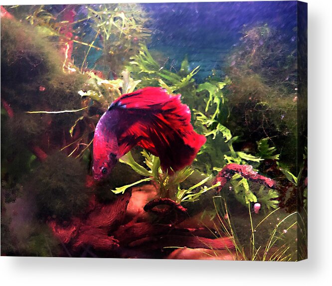 Betta Acrylic Print featuring the digital art Big Red by Steve Karol