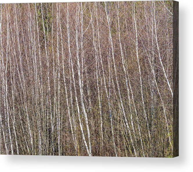 Baxter Conservation Area Acrylic Print featuring the photograph Birch trees by Rob Huntley