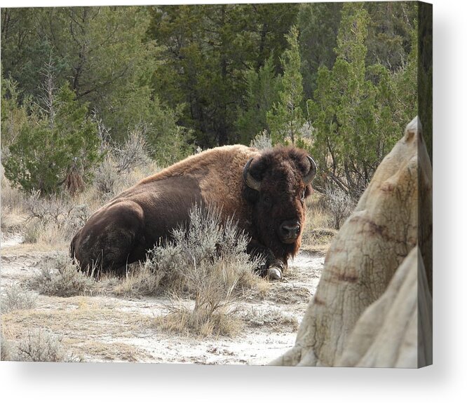 Bison Acrylic Print featuring the photograph Bison On The Trail 2 by Amanda R Wright