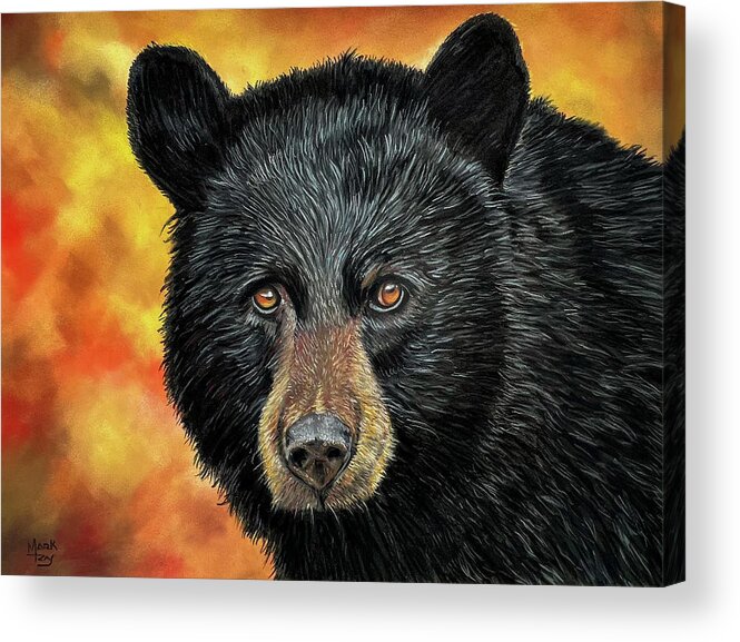 Bear Acrylic Print featuring the painting Black and Gold by Mark Ray