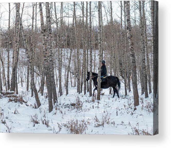 Horse Acrylic Print featuring the photograph Black Horse In Winter Woods by Phil And Karen Rispin