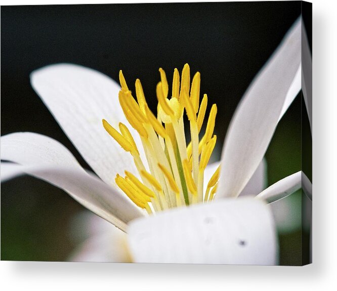 Flowers Acrylic Print featuring the photograph Bloodroot 4 by Steven Ralser