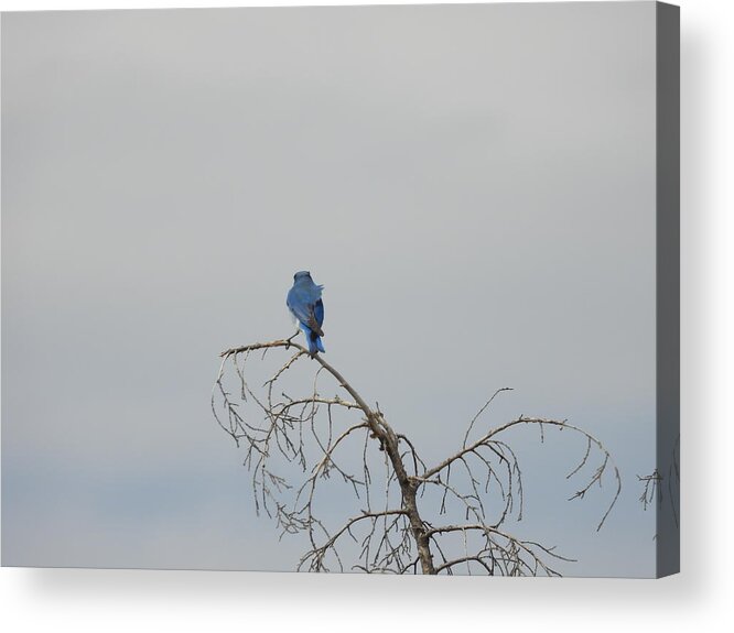 Blue Bird Acrylic Print featuring the photograph Blue Bird in the Wind 1 by Amanda R Wright