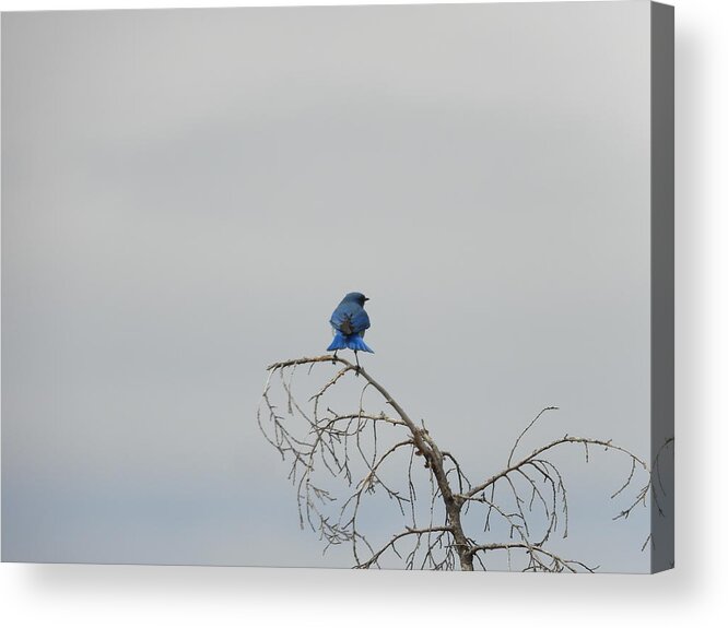 Blue Bird Acrylic Print featuring the photograph Blue Bird in the Wind 3 by Amanda R Wright