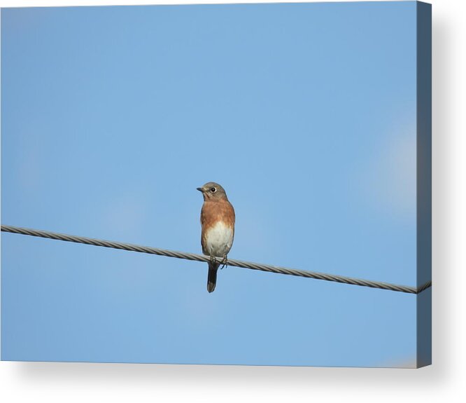 Blue Bird Acrylic Print featuring the photograph Blue Bird on a Wire by Amanda R Wright