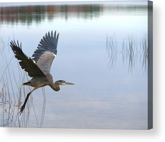 Great Blue Heron Acrylic Print featuring the photograph Blue Heron 3 by Peter Gray