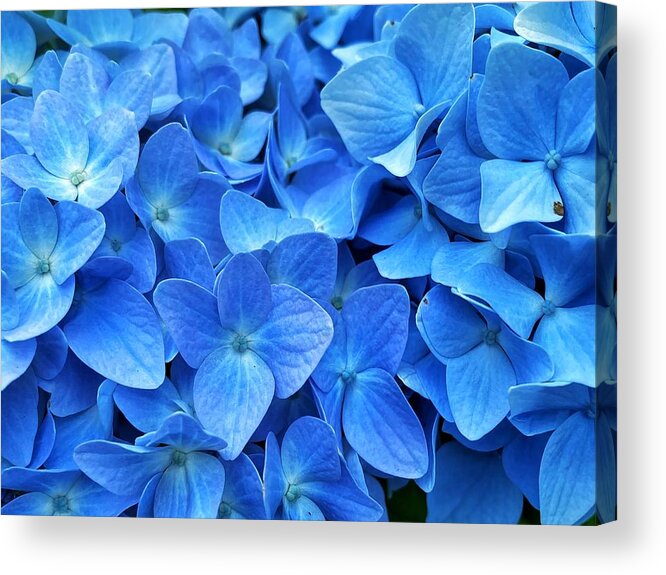 Blue Acrylic Print featuring the photograph Blue Hydrangea by Jerry Abbott