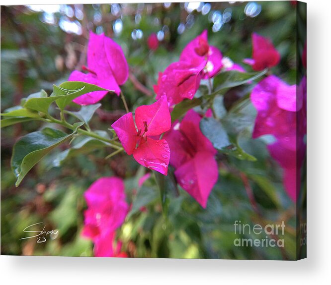 Bougainvillea Acrylic Print featuring the photograph Bougainvillea Near Sunset by Rohvannyn Shaw