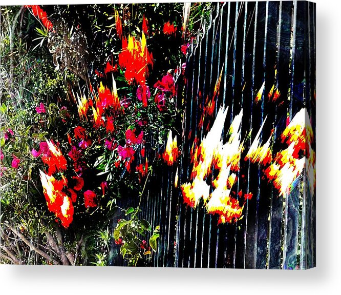 Bougenvilla Red Leaves Green Fence Black Fire Yellow Orange Plants Flowers Abstract Acrylic Print featuring the digital art Bougenvilla on Fire by Kathleen Boyles