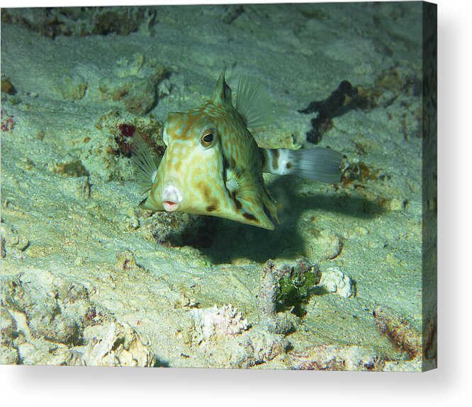 Boxfish Acrylic Print featuring the photograph Boxfish - You will love this photograph of that cute fish - by Ute Niemann