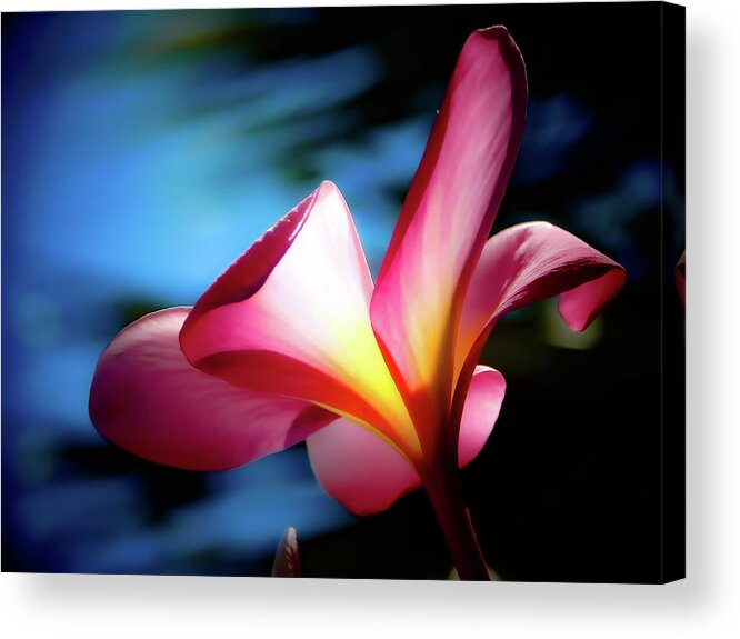 Plumeria Acrylic Print featuring the photograph Bright Pink by Gena Herro