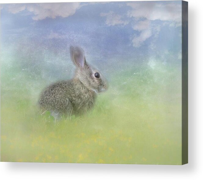 Bunnies Acrylic Print featuring the photograph Bunny in the Grass by Marjorie Whitley