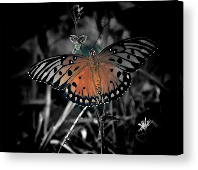 Monarch Butterfly Acrylic Print featuring the photograph Butter-Fly by Gena Herro