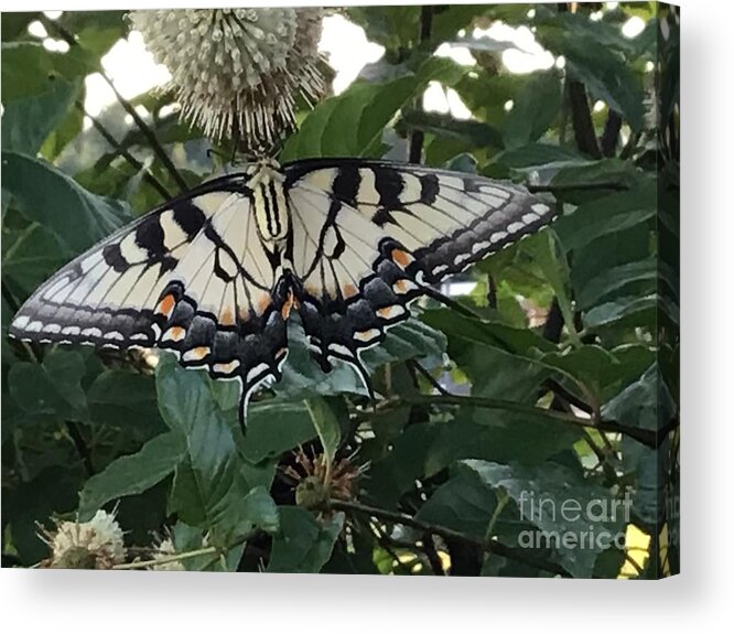 Butterfly Acrylic Print featuring the photograph Butterfly flip over by Catherine Wilson