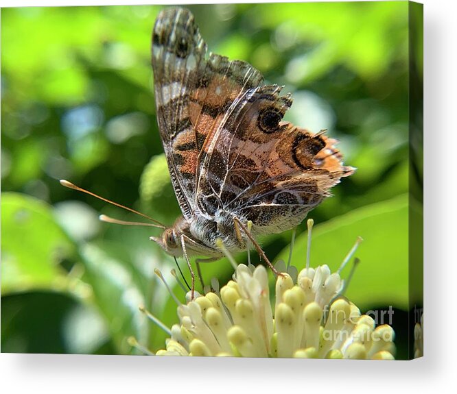 Button Bush Acrylic Print featuring the photograph Buttonbush and butterfly 1 by Catherine Wilson