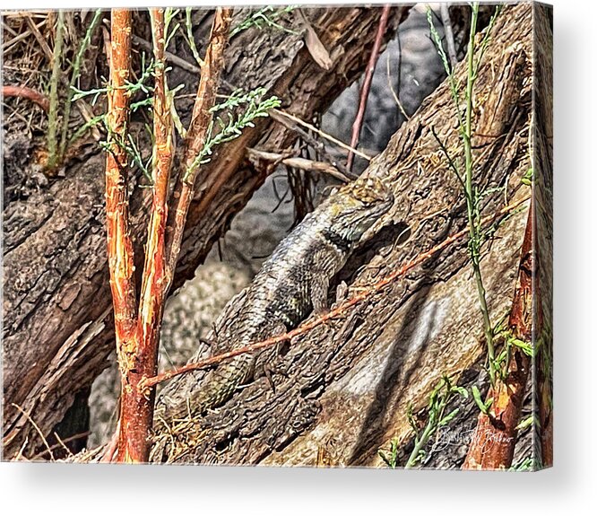 Lizard Acrylic Print featuring the photograph Camouflage by Barbara Zahno