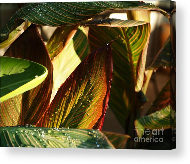 Botanical Acrylic Print featuring the photograph Canna Lily Beauty by Richard Thomas