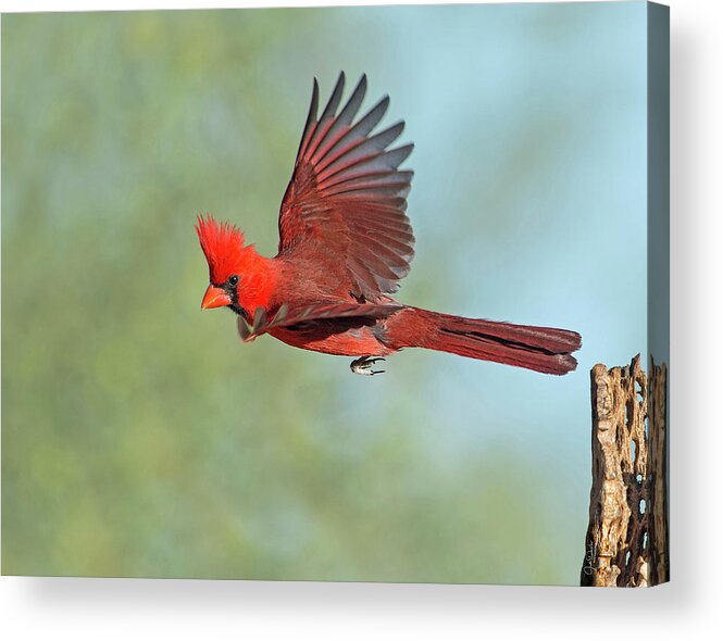 Cardinals Acrylic Print featuring the photograph Cardinal on a Mission by Judi Dressler