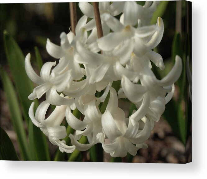 Hyacinth Acrylic Print featuring the photograph Carnegie Hyacinth - 2 by Jeffrey Peterson