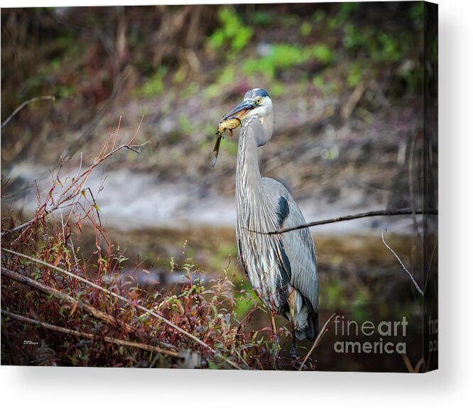 Wildlife Acrylic Print featuring the photograph Catfishing by DB Hayes