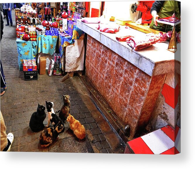 Cats Acrylic Print featuring the photograph Cats Begging in Fez by Brad Fike